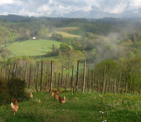 Dégustation Domaine Latapy Hauts de Gan - Cave du Palais, 64000 Pau
