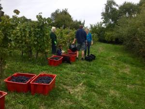 Les Vendanges 2015! - Cave du Palais, 64000 Pau