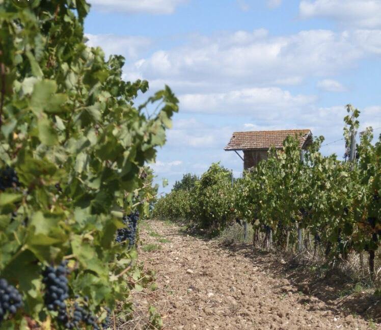 Dégustation Libre Gaillac - Cave du Palais, 64000 Pau