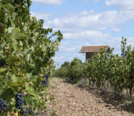 Dégustation Libre Gaillac - Cave du Palais, 64000 Pau