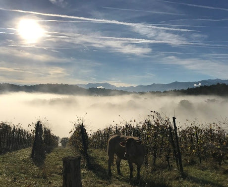 APPELLATION: Jurançon, grands blancs du Sud-Ouest de la France