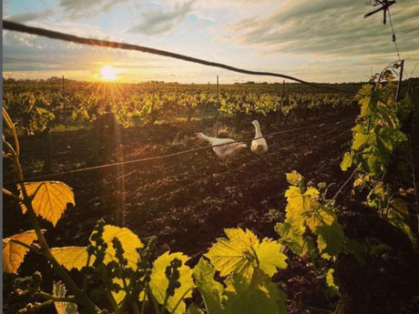 CLOS SIGUIER