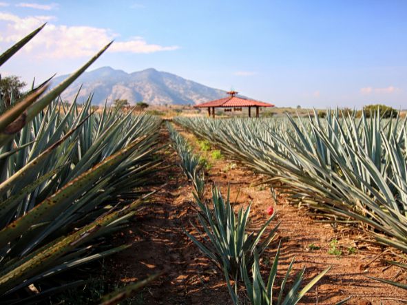 TEQUILA / MEZCAL